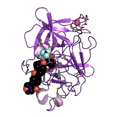 Example Structure of pancreatic elastase EC#: 3.4.21.36