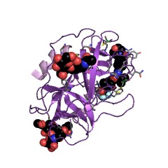 Example Structure of leukocyte elastase EC#: 3.4.21.37