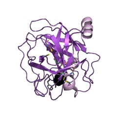 Example Structure of chymase EC#: 3.4.21.39