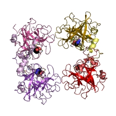 Example Structure of Tryptase EC#: 3.4.21.59
