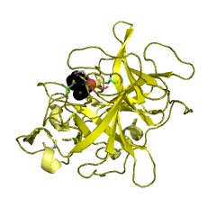 Example Structure of Pancreatic elastase II EC#: 3.4.21.71