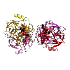Example Structure of Myeloblastin EC#: 3.4.21.76