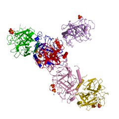 Example Structure of Granzyme A EC#: 3.4.21.78
