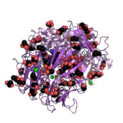 Example Structure of Oligopeptidase B EC#: 3.4.21.83