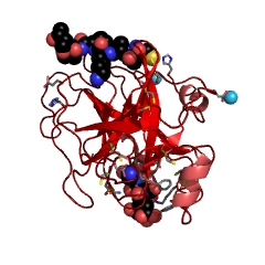 Example Structure of enteropeptidase EC#: 3.4.21.9