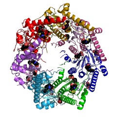 Example Structure of Endopeptidase Clp EC#: 3.4.21.92