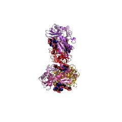 Example Structure of cathepsin H EC#: 3.4.22.16