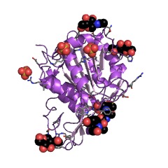 Example Structure of Legumain EC#: 3.4.22.34