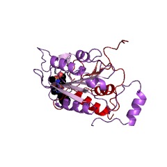 Example Structure of caspase-1 EC#: 3.4.22.36