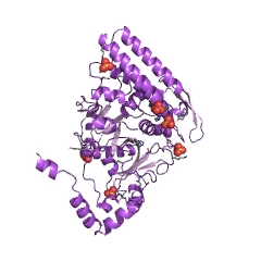 Example Structure of bleomycin hydrolase EC#: 3.4.22.40