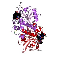 Example Structure of cathepsin F EC#: 3.4.22.41
