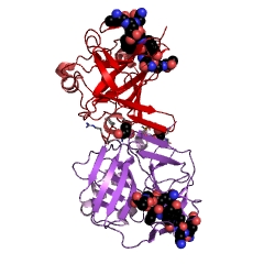 Example Structure of nuclear-inclusion-a endopeptidase EC#: 3.4.22.44