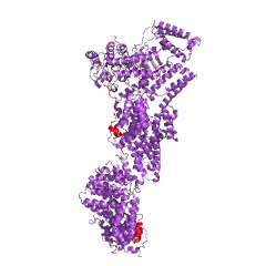 Example Structure of separase EC#: 3.4.22.49