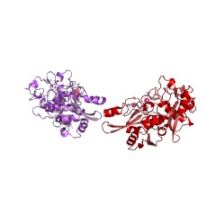 Example Structure of calpain-1 EC#: 3.4.22.52