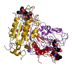 Example Structure of caspase-2 EC#: 3.4.22.55