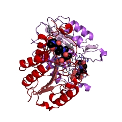 Example Structure of caspase-3 EC#: 3.4.22.56