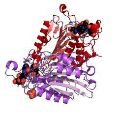 Example Structure of caspase-7 EC#: 3.4.22.60