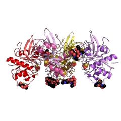 Example Structure of zingipain EC#: 3.4.22.67