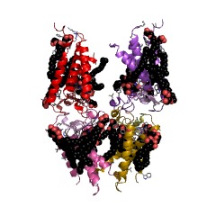 Example Structure of Signal peptidase II EC#: 3.4.23.36