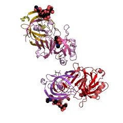 Example Structure of cathepsin D EC#: 3.4.23.5