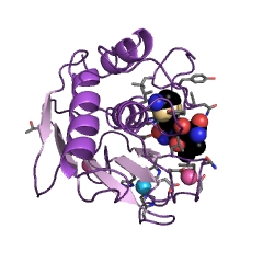 Example Structure of neutrophil collagenase EC#: 3.4.24.34