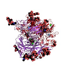 Example Structure of meprin B EC#: 3.4.24.63