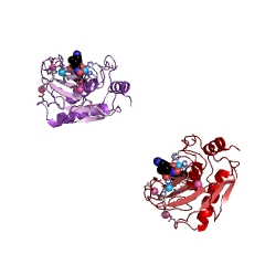 Example Structure of macrophage elastase EC#: 3.4.24.65