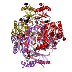 Example Structure of formyltetrahydrofolate deformylase EC#: 3.5.1.10