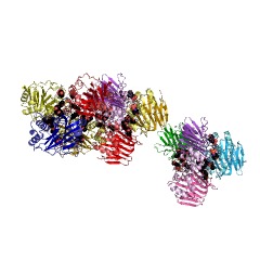 Example Structure of gamma-glutamyl hercynylcysteine S-oxide hydrolase EC#: 3.5.1.118