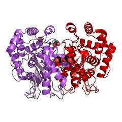 Example Structure of glutaminase EC#: 3.5.1.2