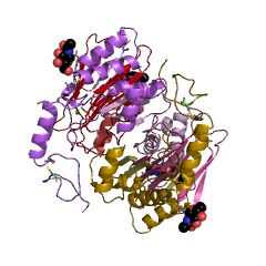 Example Structure of N4-(beta-N-acetylglucosaminyl)-L-asparaginase EC#: 3.5.1.26