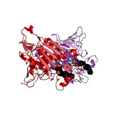 Example Structure of N-acetylglucosamine deacetylase EC#: 3.5.1.33