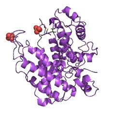 Example Structure of urease (ATP-hydrolysing) EC#: 3.5.1.45