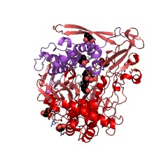 Example Structure of acyl-homoserine-lactone acylase EC#: 3.5.1.97