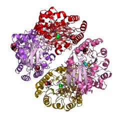 Example Structure of enamidase EC#: 3.5.2.18