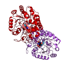 Example Structure of dihydroorotase EC#: 3.5.2.3