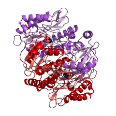 Example Structure of creatinase EC#: 3.5.3.3