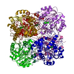 Example Structure of guanidinobutyrase EC#: 3.5.3.7