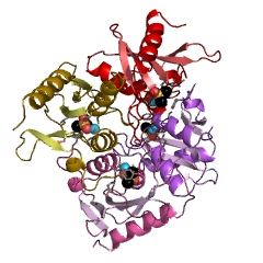 Example Structure of blasticidin-S deaminase EC#: 3.5.4.23