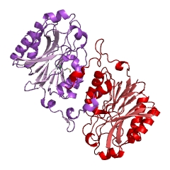 Example Structure of nitrilase EC#: 3.5.5.1