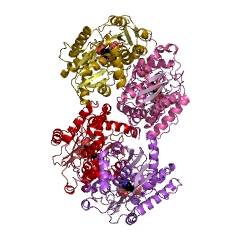 Example Structure of 1-aminocyclopropane-1-carboxylate deaminase EC#: 3.5.99.7