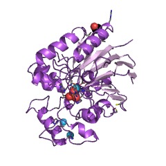 Example Structure of Mn2+-dependent ADP-ribose/CDP-alcohol diphosphatase EC#: 3.6.1.53