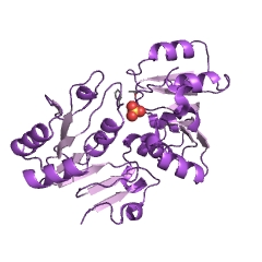 Example Structure of UDP-2,4-diacetamido-2,4,6-trideoxy-beta-L-altropyranose hydrolase EC#: 3.6.1.57