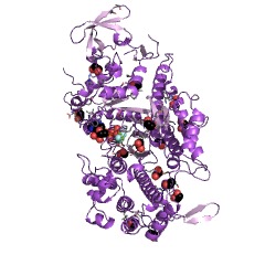 Example Structure of myosin ATPase EC#: 3.6.4.1
