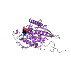 Example Structure of plus-end-directed kinesin ATPase EC#: 3.6.4.4