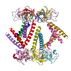 Example Structure of proteasome ATPase EC#: 3.6.4.8