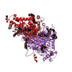 Example Structure of cyclohexane-1,2-dione hydrolase EC#: 3.7.1.11