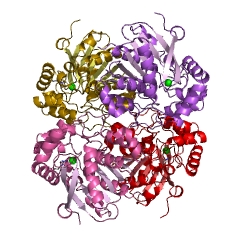 Example Structure of 2-hydroxy-6-oxonona-2,4-dienedioate hydrolase EC#: 3.7.1.14
