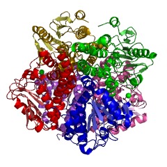 Example Structure of 6-oxocamphor hydrolase EC#: 3.7.1.18