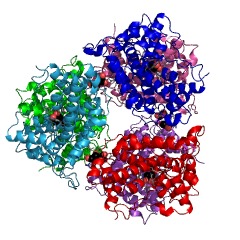 Esempio di struttura di 2-haloacid dehalogenase (invertendo la configurazione) N. CE: 3.8.1.10